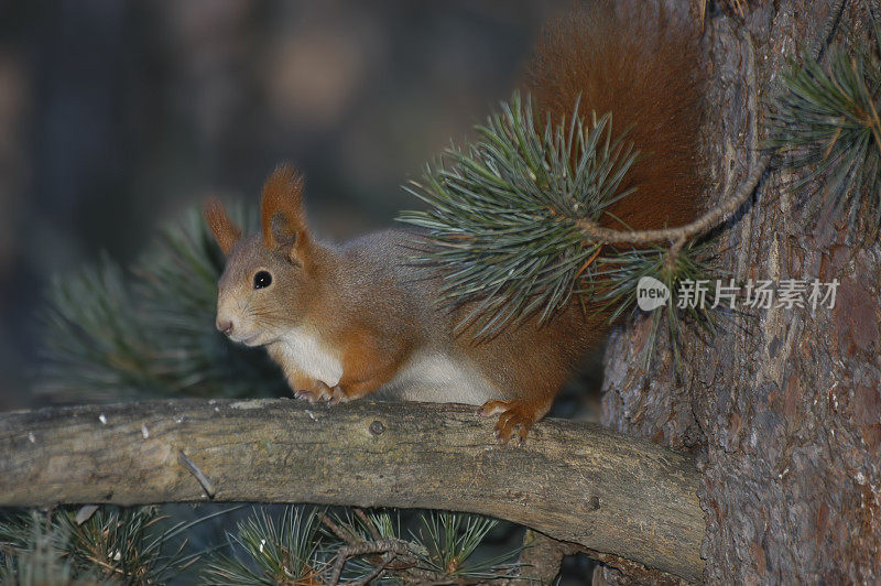 红松鼠(Sciurus vulgaris)